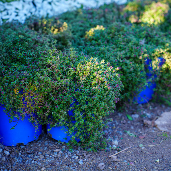 Magic Carpet Creeping Thyme
