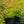 Load image into Gallery viewer, Magic Carpet Spirea