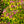 Load image into Gallery viewer, Magic Carpet Spirea