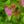 Load image into Gallery viewer, Magic Carpet Spirea