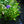 Load image into Gallery viewer, Magical Diamond Hydrangea