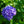 Load image into Gallery viewer, Magical Diamond Hydrangea