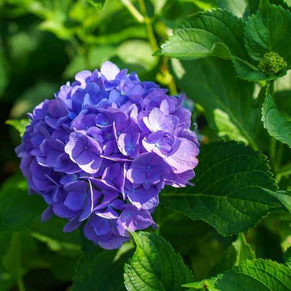 Magical Diamond Hydrangea