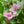 Load image into Gallery viewer, Magical Fantasy Weigela - Weigela - Shrubs