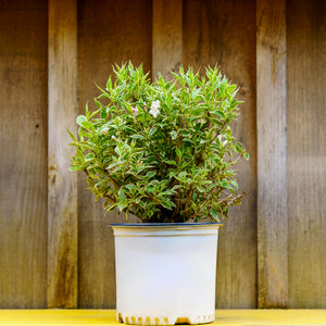 Magical Fantasy Weigela