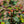 Load image into Gallery viewer, Magical Midnight Glow St. John's Wort