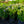 Load image into Gallery viewer, Magical Revolution Bigleaf Hydrangea
