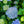 Load image into Gallery viewer, Magical Revolution Bigleaf Hydrangea