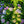 Load image into Gallery viewer, Magical Revolution Bigleaf Hydrangea