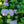Load image into Gallery viewer, Magical Revolution Bigleaf Hydrangea
