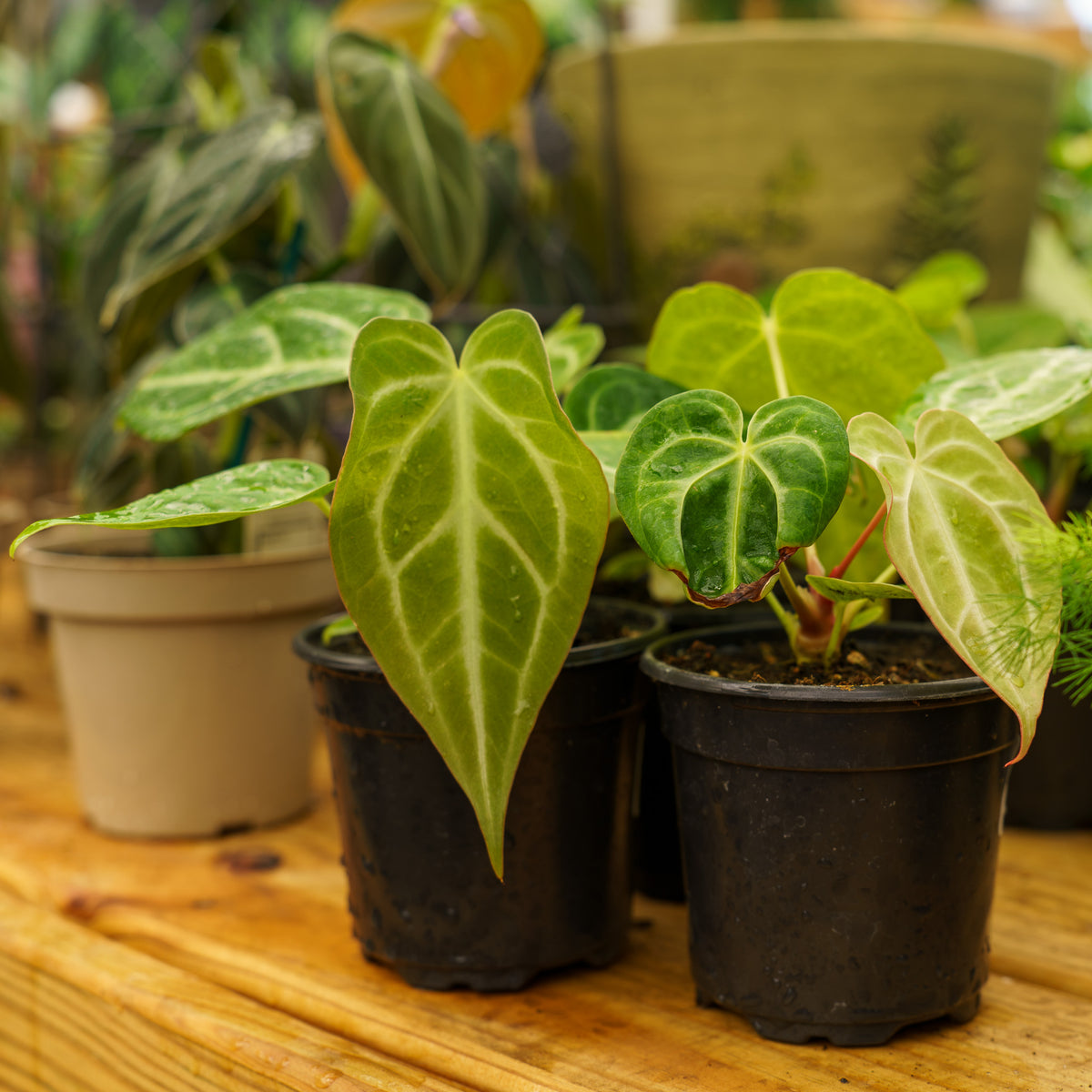 Magnificum Anthurium – Plant Detectives