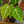 Load image into Gallery viewer, Magnificum Anthurium