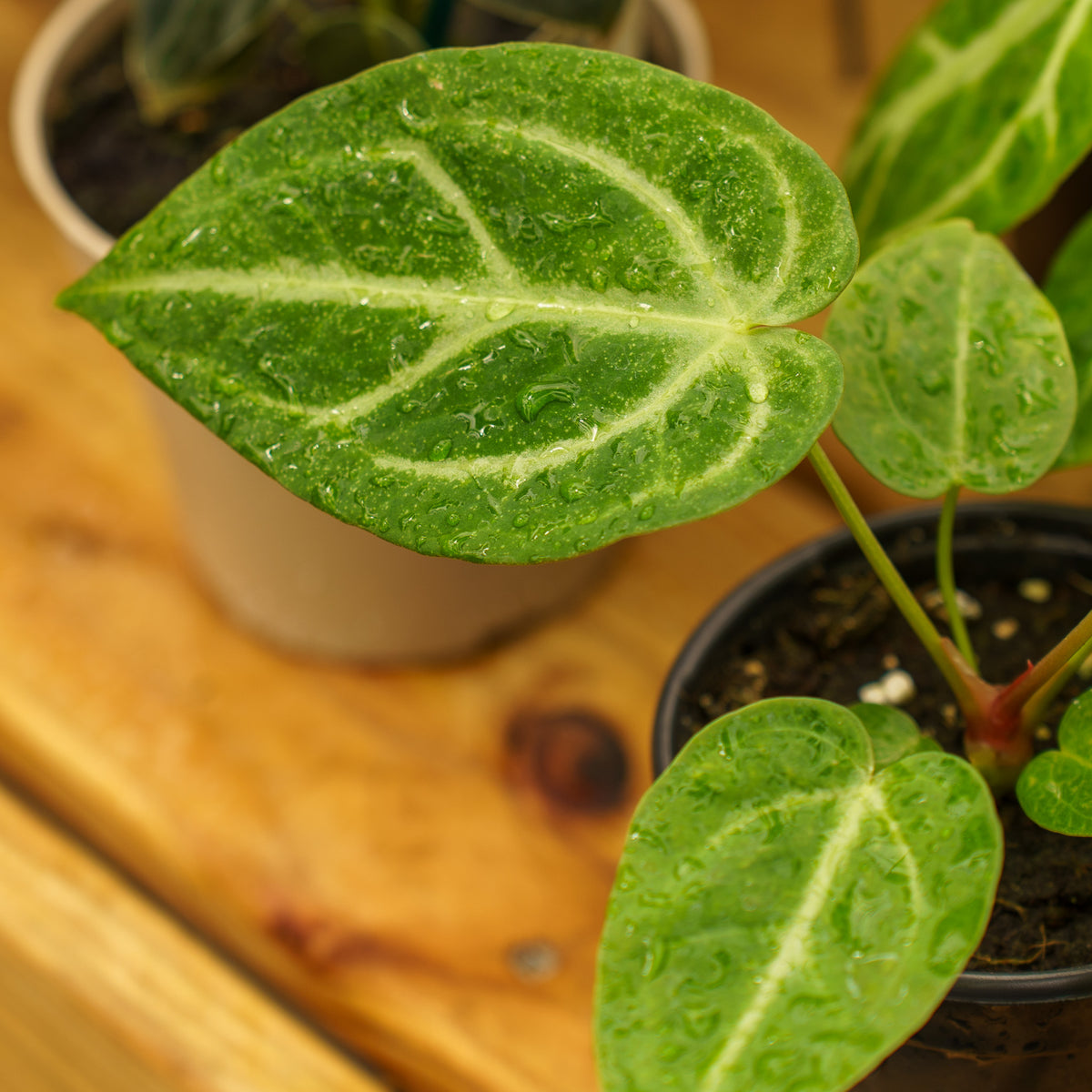 anthurium clarinervium vs magnificum Magnificum Anthurium – Plant Detectives