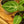 Load image into Gallery viewer, Magnificum Anthurium