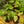 Load image into Gallery viewer, Magnificum Anthurium
