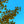 Load image into Gallery viewer, Magyar Ginkgo