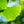 Load image into Gallery viewer, Magyar Ginkgo - Ginkgo - Shade Trees
