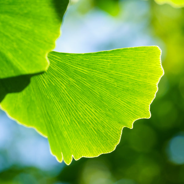 Magyar Ginkgo - Ginkgo - Shade Trees