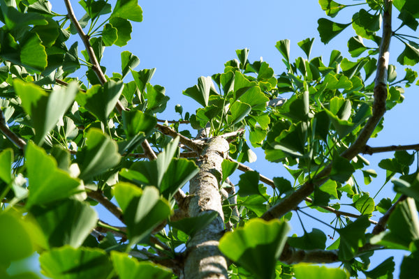 Magyar Ginkgo - Ginkgo - Shade Trees