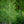 Load image into Gallery viewer, Magyar Ginkgo - Ginkgo - Shade Trees