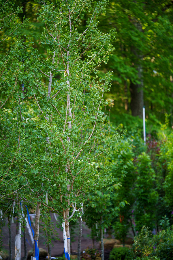 Magyar Ginkgo - Ginkgo - Shade Trees