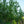 Load image into Gallery viewer, Magyar Ginkgo - Ginkgo - Shade Trees