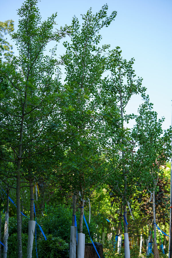 Magyar Ginkgo - Ginkgo - Shade Trees