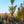Load image into Gallery viewer, Magyar Ginkgo