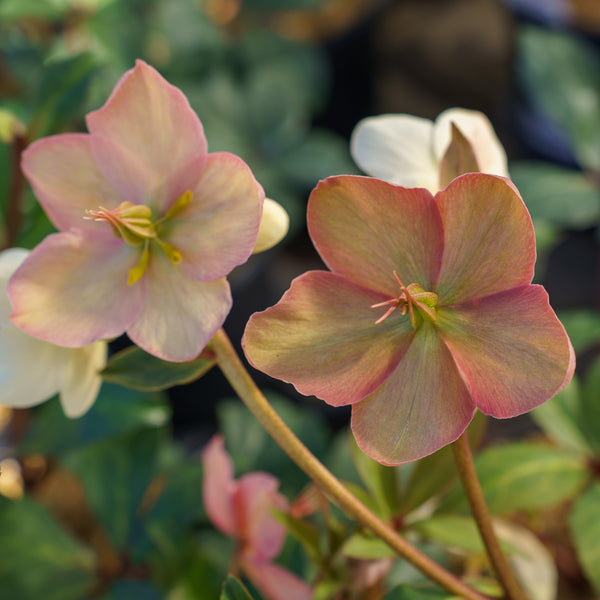 Mahogany Snow Christmas Rose