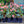 Load image into Gallery viewer, Mahogany Snow Christmas Rose