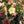 Load image into Gallery viewer, Mahogany Snow Christmas Rose
