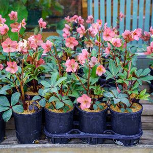 Mahogany Snow Christmas Rose