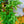 Load image into Gallery viewer, Maidenhair Fern - Ferns Houseplant Ferns - Houseplants