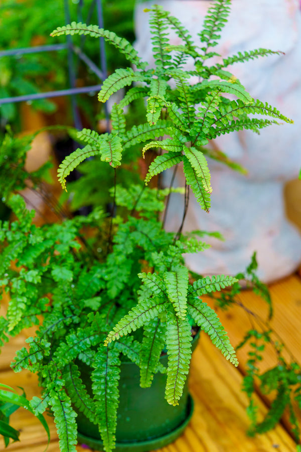 Maidenhair Fern - Ferns Houseplant Ferns - Houseplants