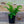 Load image into Gallery viewer, Maidenhair Fern - Ferns Houseplant Ferns - Houseplants