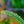 Load image into Gallery viewer, Maidenhair Fern - Ferns Houseplant Ferns - Houseplants