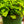 Load image into Gallery viewer, Southern Maidenhair Fern