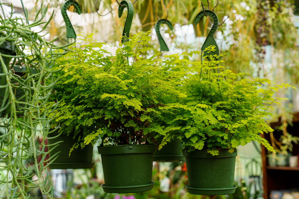 maidenhair fern hanging plant Northern Maidenhair Fern – Plant Detectives