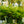 Load image into Gallery viewer, Southern Maidenhair Fern