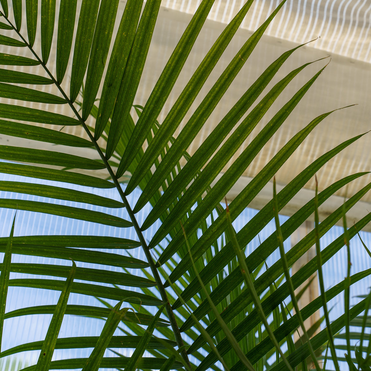 fancy majesty palm plant Majesty Palm – Plant Detectives