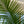Load image into Gallery viewer, Majesty Palm