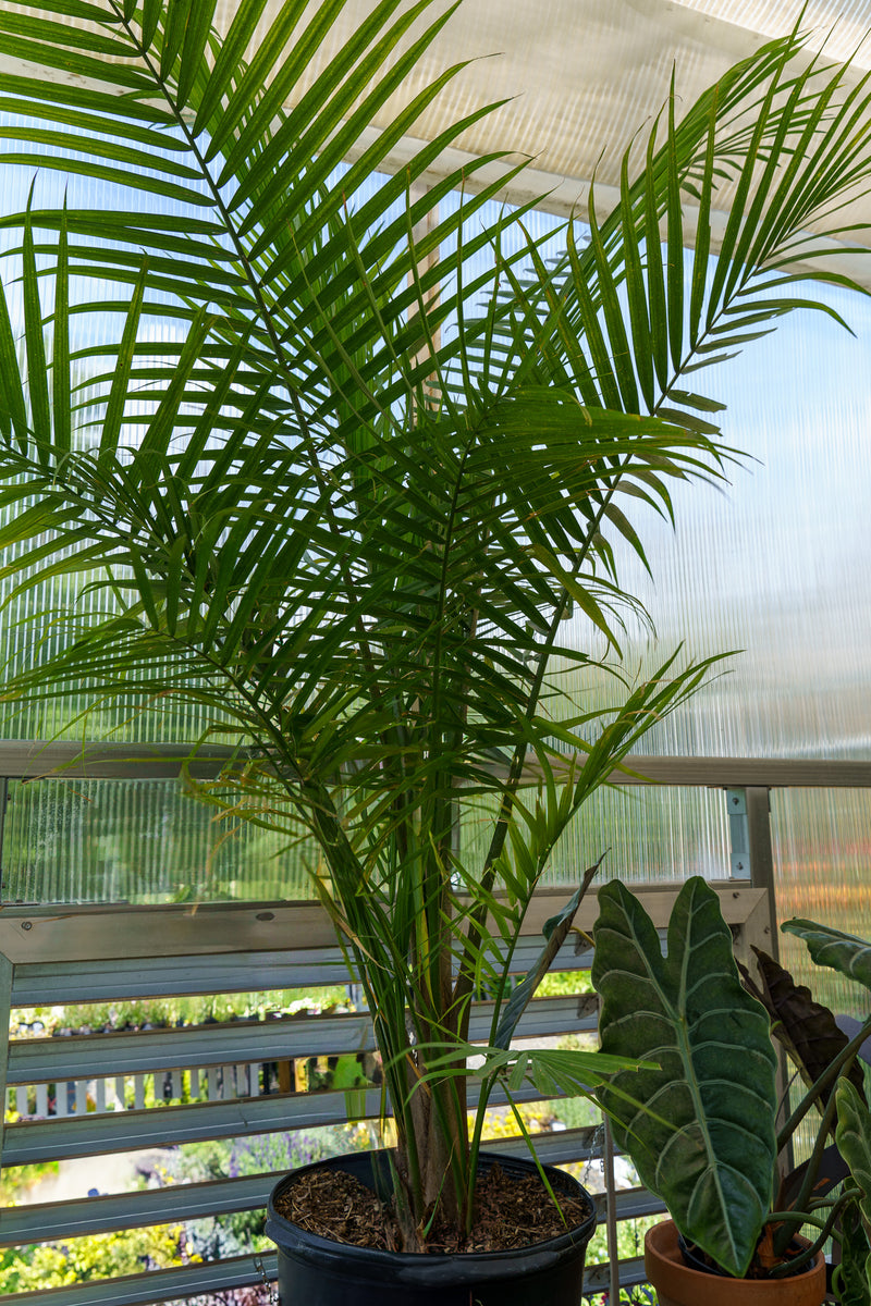 Majesty Palm – Plant Detectives