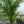 Load image into Gallery viewer, Majesty Palm
