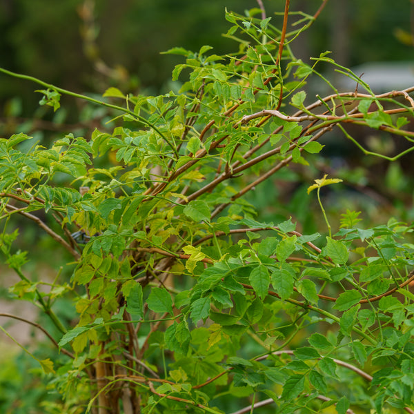 Major Wheeler Trumpet Honeysuckle