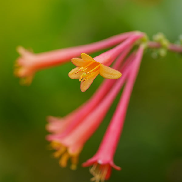 Major Wheeler Trumpet Honeysuckle