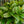 Load image into Gallery viewer, Malaysian Orchid
