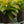 Load image into Gallery viewer, Malaysian Orchid