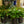 Load image into Gallery viewer, Malaysian Orchid