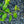 Load image into Gallery viewer, Male & Female Winterberry Holly Combo