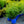 Load image into Gallery viewer, Male & Female Winterberry Holly Combo